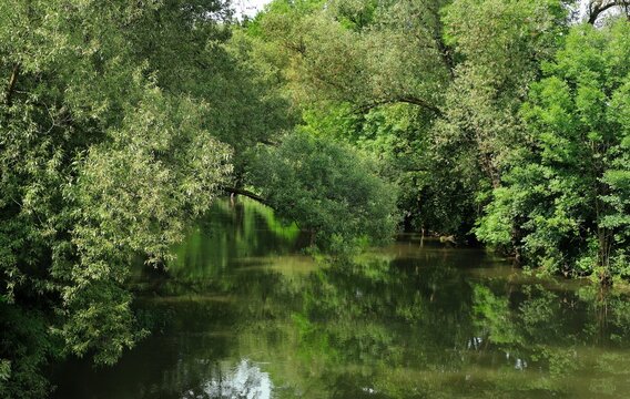 Die Ruhr bei Arnsberg mit Auwald in Nordrhein-Westfalen, Deutschland