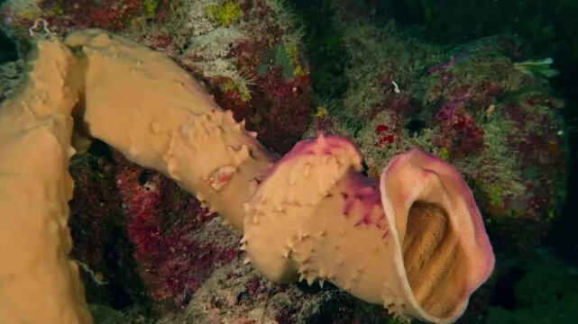 Footage displaying a boring sponge (Cliona genus) or soft coral (Alcyonacea), emphasizing textures, colors, and reef biodiversity in tropical waters.