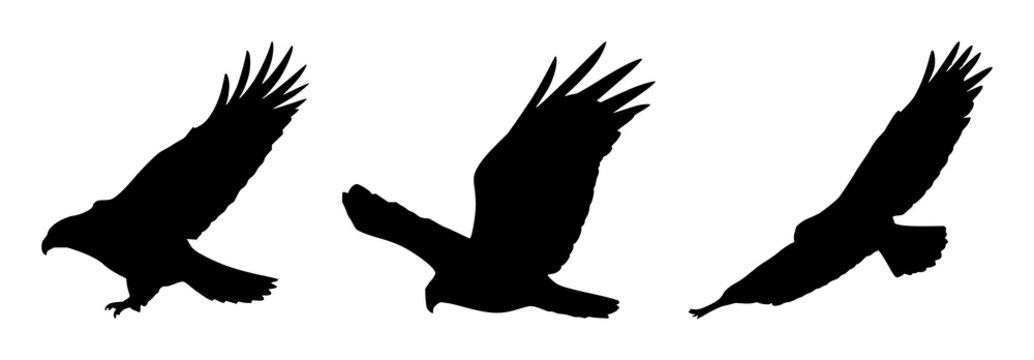 Eagle set with soaring silhouette over expansive sky featuring wildlife, birds, flight with freedom and bold lines in high contrast tribute