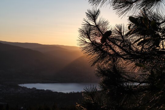 Ponderosa Pine Overlooking Skaha Lake