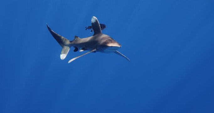 large dangerous shark portrait inhabiting tropical in underwater Mauritius, Indian Ocean. Whitetip Shark Carcharhinus longimanus swim under surface of blue water. Rare footage. Wildlife marine nature