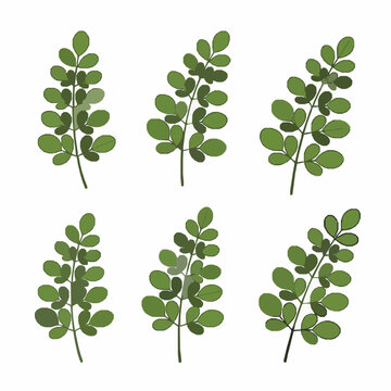 Green moringa leaves vector branch set herbal plant EPS10 isolated on white