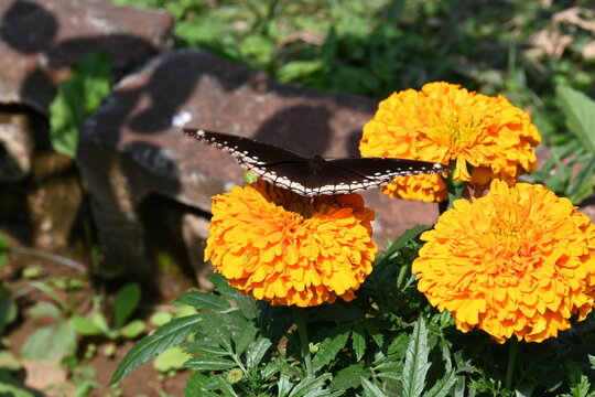 Hypolimnas bolina butterfly sitting on an orange marigold. Its common name is&nbsp;great eggfly, common eggfly,&nbsp;varied eggfly and&nbsp;blue moon butterfly. It is a species of&nbsp;nymphalid&nbsp;butterfly. Slow motion.