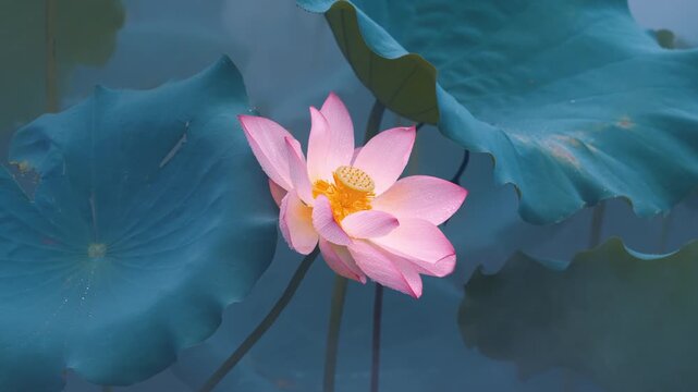 Lotus flower blooming with fog in the pond in summer
