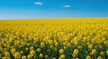 Obraz premium Vast field of bright yellow flowers under a clear blue sky
