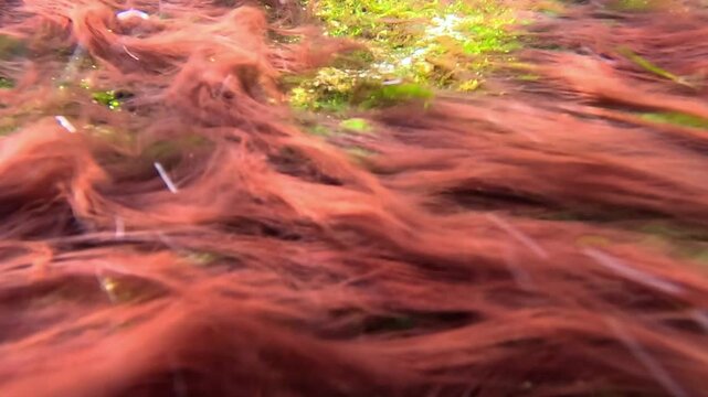Macroalgal macrophytes in the Black Sea: green algae (Ulva intestinalis, Enteromorpha intestinalis) and red algae (Rhodophyta) undulate in a fast-flowing water current over coastal rocks 