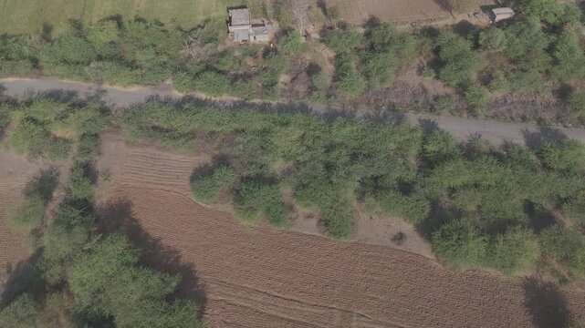 Aerial view of agricultural fields in Bhilwara, Rajasthan during spring harvest season, showing green, yellow, and dry crop patterns with scattered native trees across rural farmland.