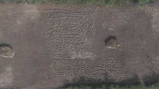 Top-down aerial view of agricultural fields in Bhilwara, Rajasthan during spring harvest, showing farmers making and stacking wheat bundles forming abstract patterns across farmland.