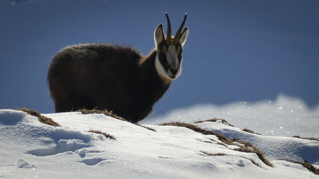 View of a majestic chamois standing proudly on a snow-covered hill, its dark fur contrasting against the bright white snow, Gingins, Vaud, Switzerland.