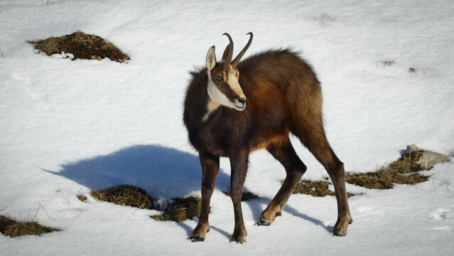 View of a chamois standing alert on a snow-covered landscape, its dark fur contrasting with the brilliant white, a study in nature's stark beauty, Gingins, Vaud, Switzerland.
