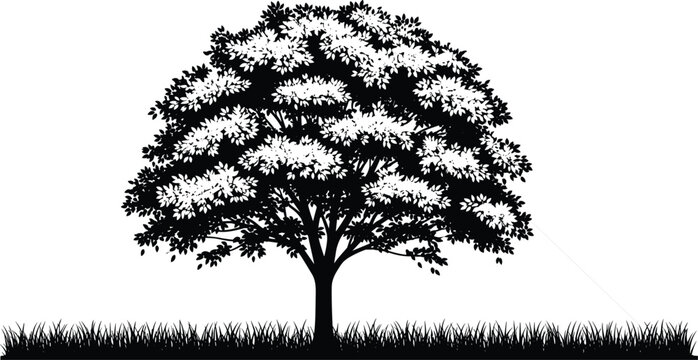 Silhouette of large leafy tree with angled measurement line across grass field, educational trigonometry geometry concept illustration design