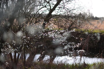 Fototapeta premium Frühling 