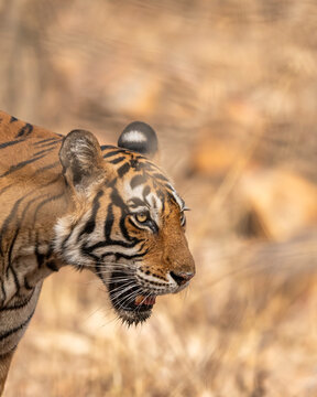 wild male bengal tiger or panthera tigris fine art side profile face closeup or portrait in hot summer season safari at ranthambore national park forest reserve sawai madhopur rajasthan india