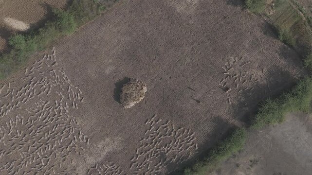 Top-down aerial view of agricultural fields in Bhilwara, Rajasthan during spring harvest, showing farmers making and stacking wheat bundles forming abstract patterns across farmland.