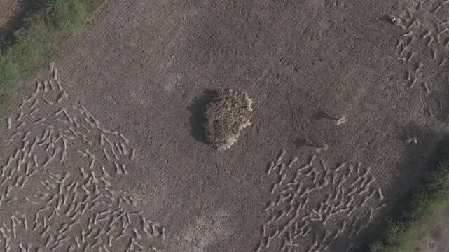 Top-down aerial view of agricultural fields in Bhilwara, Rajasthan during spring harvest, showing farmers making and stacking wheat bundles forming abstract patterns across farmland.