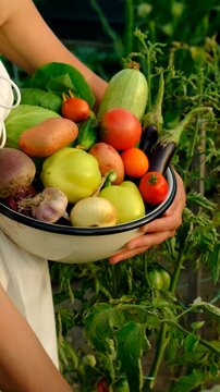Vegetable harvest with a woman in a garden. Selective focus.