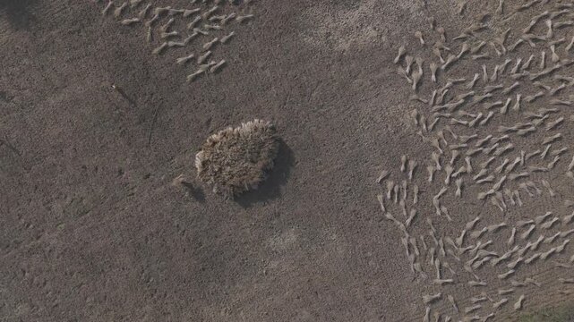 Top-down aerial view of agricultural fields in Bhilwara, Rajasthan during spring harvest, showing farmers making and stacking wheat bundles forming abstract patterns across farmland.
