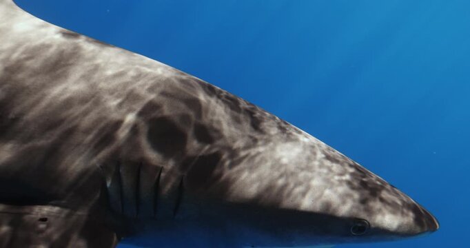 Oceanic Whitetip Shark Carcharhinus longimanus or dangerous shark inhabiting tropical in underwater Mauritius, Indian Ocean. Rare footage. Wildlife marine nature. Coral sucker fish swimming near.