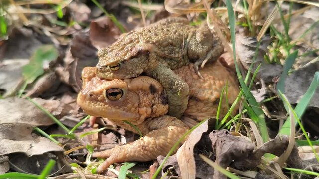 Common toads mating (amplexus), amphibian reproduction in forest, close-up wildlife