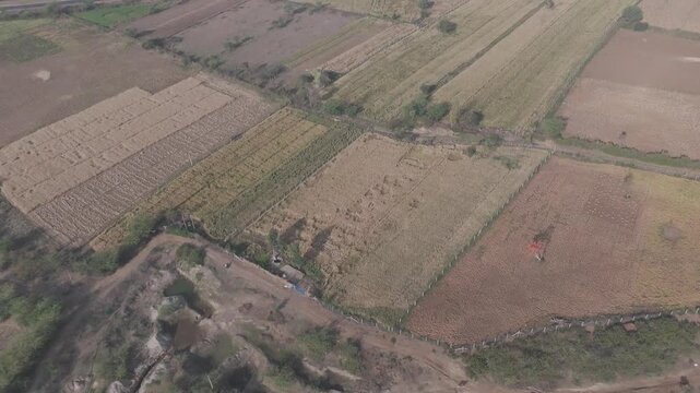 Aerial view of agricultural fields in Bhilwara, Rajasthan during spring harvest, with half-harvested wheat and crop bundles forming abstract patterns, highlighted by a blooming palash tree.