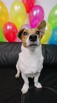 Vertical shot dog Jack Russell Terrier dog looking camera balloons background. Pet birthday party celebration home. Domestic animal wellness lifestyle canine companion footage.