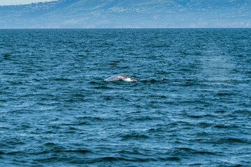 Fototapeta premium Grey whales off the Southern California coast February 2026
