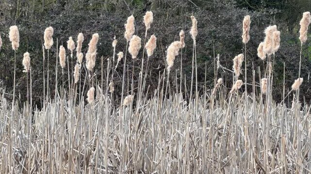 Fluffy cattails swaying in breeze close up