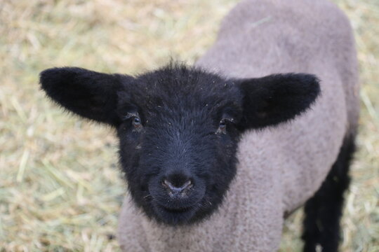 black and white show lamb