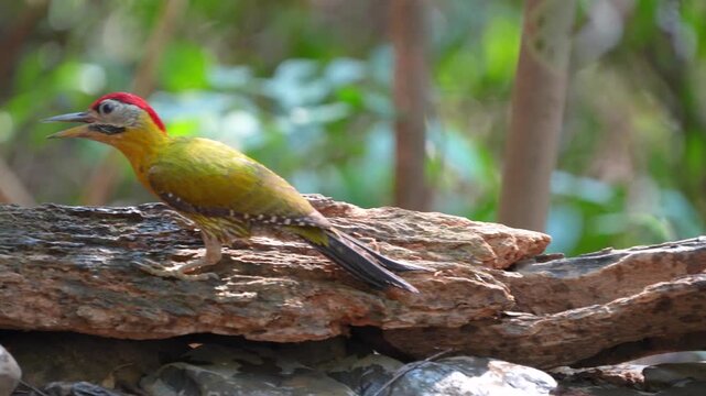Laced Woodpecker (Picus vittatus ) on stump bird watching in natural habitats in the forest.