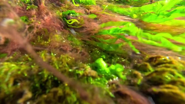 Macroalgal macrophytes in the Black Sea: green algae (Ulva intestinalis, syn. Enteromorpha intestinalis) and red algae (Rhodophyta) undulate in a fast-flowing water current over coastal rocks 