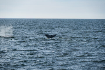 Fototapeta premium Grey whales off the Southern California coast February 2026