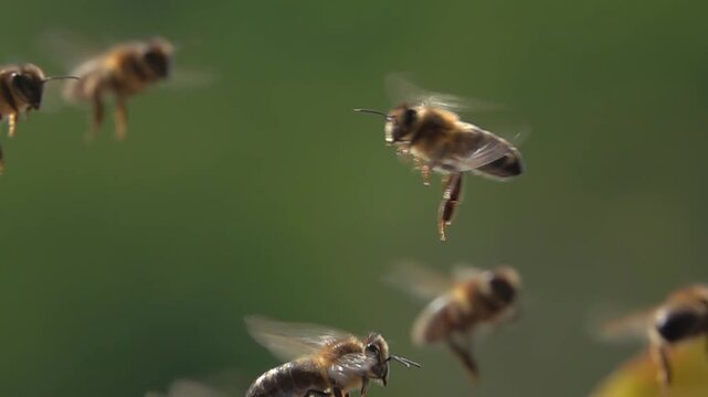  Bees flying, Honeybees. Slow motion