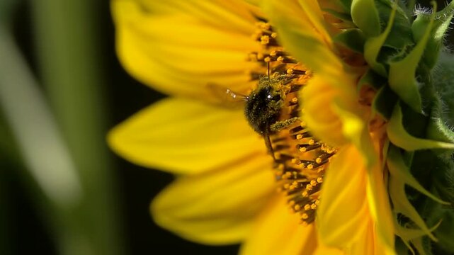 Bumblebee sunflower. Many pollen. Pollination agriculture

