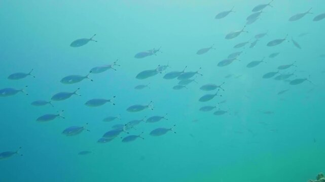 Footage capturing a school of Rainbow Runners (Elagatis bipinnulata) moving dynamically in the Red Sea, showcasing vibrant marine life and coral reef ecosystem.