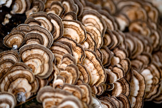 A colony of Trametes versicolor (chin. Yunzhi) &mdash;also known as Coriolus versicolor and Polyporus versicolor&mdash;is a widespread polypore mushroom found all over the world. Monochrome pattern. Close up