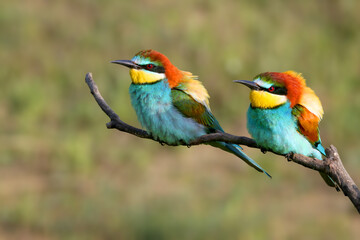 Fototapeta premium A pair of European Bee-eaters (Merops apiaster) perched on a dry branch, showcasing their vibrant colors and elegant silhouettes.