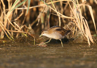 Fototapeta premium Adult Little Crake (Zapornia parva) foraging in the reeds during the early morning hours.