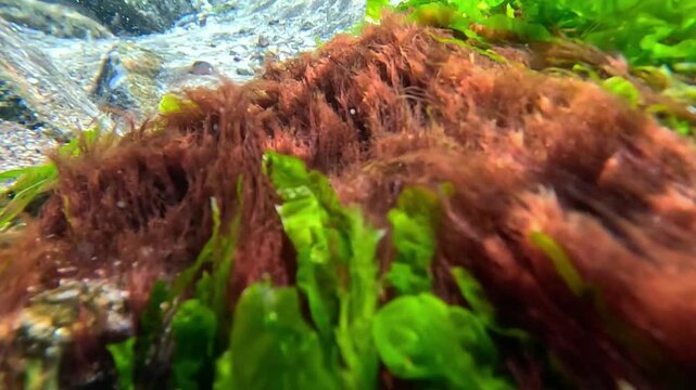 Underwater world of the Black Sea, red and green algae on a stone near the shore move in the water flow, Odessa