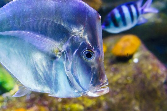 Lookdown fish Selene vomer swimming in a coral reef aquarium.