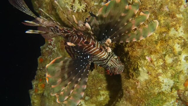 Underwater footage featuring a Red Lionfish or Devil Firefish swimming in a tropical coral reef, showcasing its distinctive appearance and reef habitat.