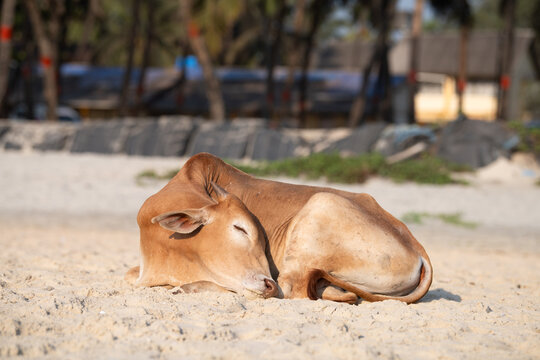 Cow lying on the Colva beach in Goa, South India, palm trees on tropical west coast, wildlife animal, Arabian Sea in Asia, travel destination