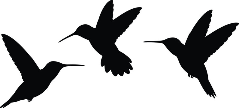 Black silhouettes of three hummingbirds flying in different poses isolated on white background for nature wildlife and floral design projects