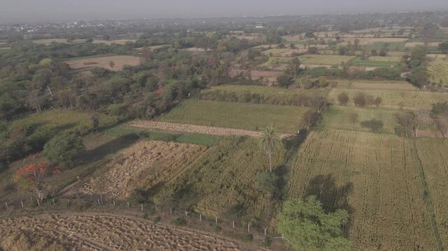 Aerial view of agricultural fields in Bhilwara, Rajasthan during spring harvest, with half-harvested wheat and crop bundles forming abstract patterns, highlighted by a blooming palash tree.