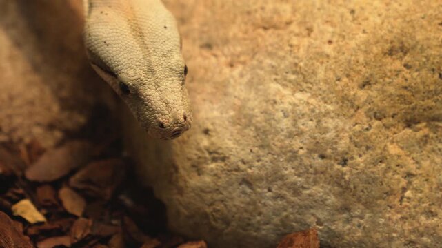 A  close up of a Boa constrictor or, python snake slowly crawling across a rock on a cloudy day