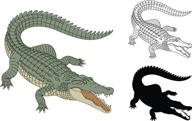 Fototapeta premium Crocodile silhouette & Outline and illustration set isolated on transparent background