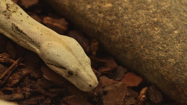 A  close up of a Boa constrictor or, python snake slowly crawling across a rock on a cloudy day