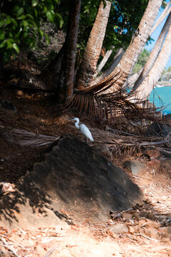 View of a white egret perched on a rock amidst palm trees and tropical vegetation in Iles du Salut, Guyana.
