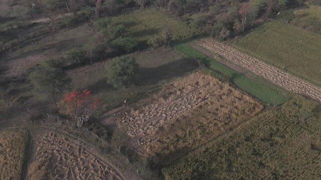 Aerial view of agricultural fields in Bhilwara, Rajasthan during spring harvest, with half-harvested wheat and crop bundles forming abstract patterns, highlighted by a blooming palash tree.