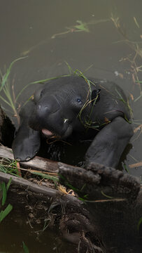 View of a West Indian manatee calf resting its flippers on a wooden log in murky water with green grass on its head Georgetown, Guyana.