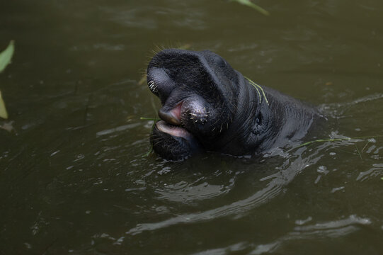 View of a manatee head emerging from the dark water while eating grass in Georgetown, Guyana.